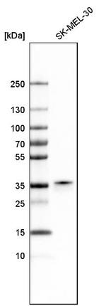 PIRIN Antibody in Western Blot (WB)