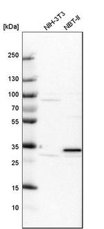 PIRIN Antibody in Western Blot (WB)