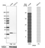 Serglycin Antibody