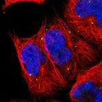 UPRT Antibody in Immunocytochemistry (ICC/IF)