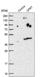 UPRT Antibody in Western Blot (WB)