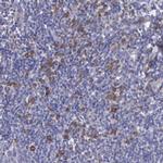 ZC3H12B Antibody in Immunohistochemistry (Paraffin) (IHC (P))