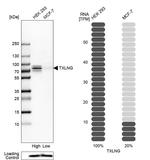 TXLNG Antibody in Western Blot (WB)