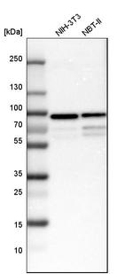 TXLNG Antibody in Western Blot (WB)