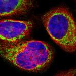 SYNJ2BP Antibody in Immunocytochemistry (ICC/IF)