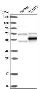 TRMT5 Antibody in Western Blot (WB)