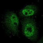 ARMX3 Antibody in Immunocytochemistry (ICC/IF)