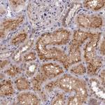 ARMX3 Antibody in Immunohistochemistry (Paraffin) (IHC (P))