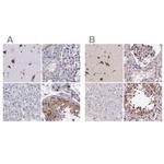 GOLGA5 Antibody in Immunohistochemistry (IHC)