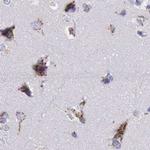 GOLGA5 Antibody in Immunohistochemistry (IHC)