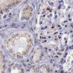 GOLGA5 Antibody in Immunohistochemistry (IHC)