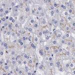 GOLGA5 Antibody in Immunohistochemistry (IHC)