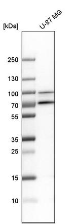 GOLGA5 Antibody in Western Blot (WB)