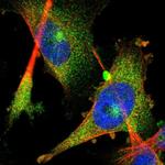 FHL1 Antibody in Immunocytochemistry (ICC/IF)