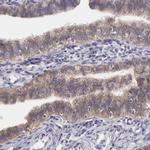 KV4.1 (KCND1) Antibody in Immunohistochemistry (Paraffin) (IHC (P))