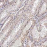 KV4.1 (KCND1) Antibody in Immunohistochemistry (Paraffin) (IHC (P))