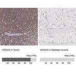 SASH3 Antibody