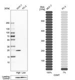 COMT Antibody in Western Blot (WB)