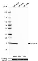 SNRPD3 Antibody