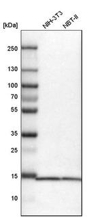 SNRPD3 Antibody in Western Blot (WB)