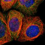 AMOTL1 Antibody in Immunocytochemistry (ICC/IF)