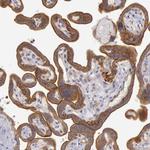 AMOTL1 Antibody in Immunohistochemistry (Paraffin) (IHC (P))