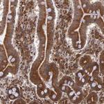 STX17 Antibody in Immunohistochemistry (IHC)