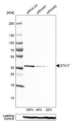 STX17 Antibody in Western Blot (WB)