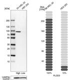 PLOD3 Antibody in Western Blot (WB)