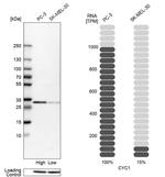 Cytochrome C1 Antibody