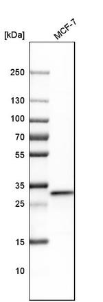 Cytochrome C1 Antibody in Western Blot (WB)