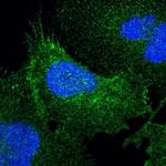 Syntaxin 4 Antibody in Immunocytochemistry (ICC/IF)