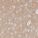 Contactin 2 Antibody in Immunohistochemistry (Paraffin) (IHC (P))