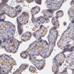 alpha-1 Microglobulin Antibody in Immunohistochemistry (Paraffin) (IHC (P))