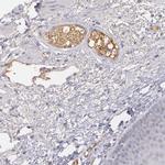 alpha-1 Microglobulin Antibody in Immunohistochemistry (IHC)