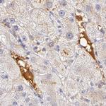 Fetuin A Antibody in Immunohistochemistry (IHC)