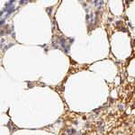 Fetuin A Antibody in Immunohistochemistry (IHC)