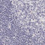 Fetuin A Antibody in Immunohistochemistry (IHC)