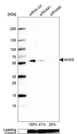 Fetuin A Antibody in Western Blot (WB)