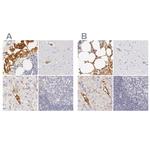 Fetuin A Antibody in Immunohistochemistry (IHC)