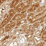 Fetuin A Antibody in Immunohistochemistry (IHC)