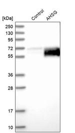 Fetuin A Antibody in Western Blot (WB)