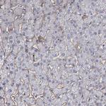 Fibulin 1 Antibody in Immunohistochemistry (Paraffin) (IHC (P))