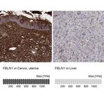 Fibulin 1 Antibody