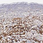 Fibulin 1 Antibody in Immunohistochemistry (Paraffin) (IHC (P))