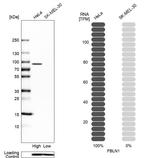 Fibulin 1 Antibody in Western Blot (WB)