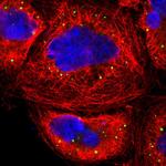 eIF4ENIF1 Antibody in Immunocytochemistry (ICC/IF)