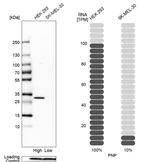 PNP Antibody in Western Blot (WB)