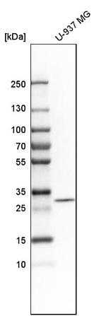 PNP Antibody in Western Blot (WB)