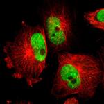 PAPOLA Antibody in Immunocytochemistry (ICC/IF)